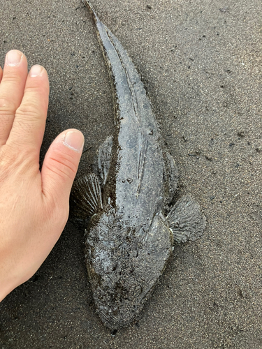 マゴチの釣果