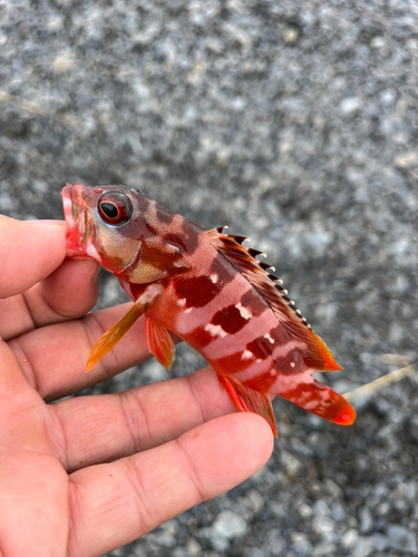 アカハタの釣果