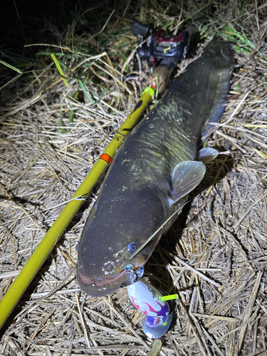 ナマズの釣果