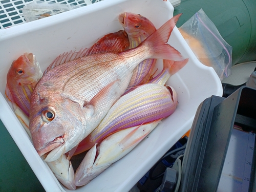 マダイの釣果