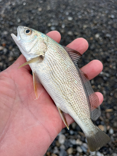 イシモチの釣果