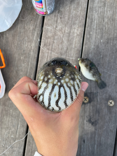 サザナミフグの釣果