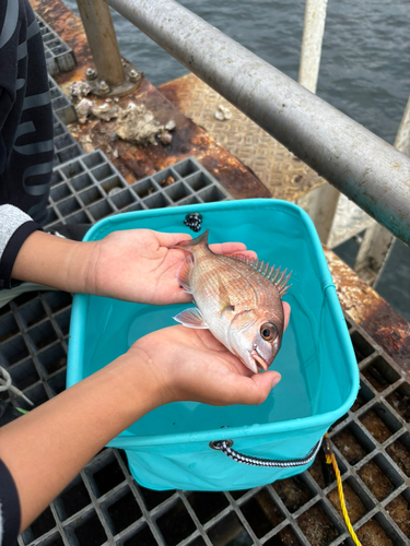 チャリコの釣果