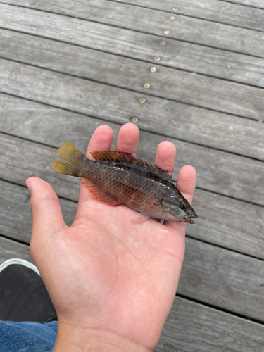 アカササノハベラの釣果