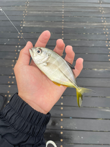 メッキの釣果