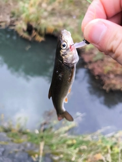 ウグイの釣果