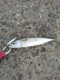 サバの釣果