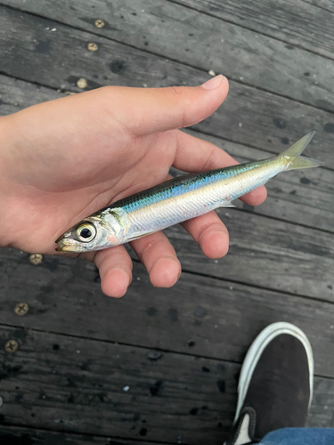 ウルメイワシの釣果