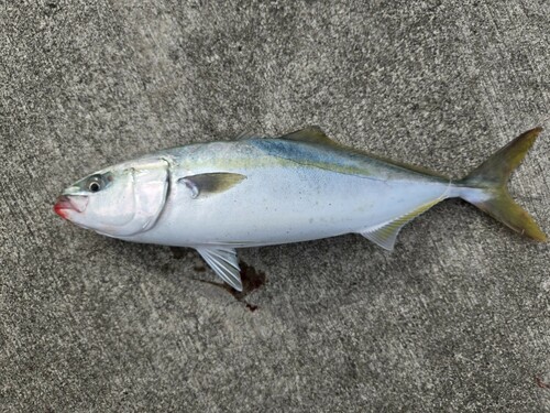 ハマチの釣果