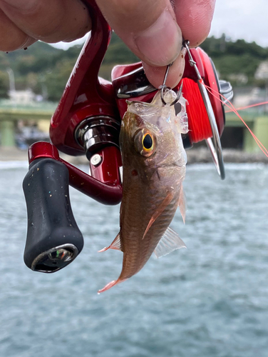 ネンブツダイの釣果