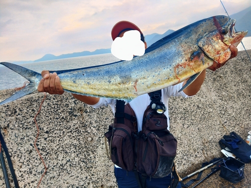 シイラの釣果