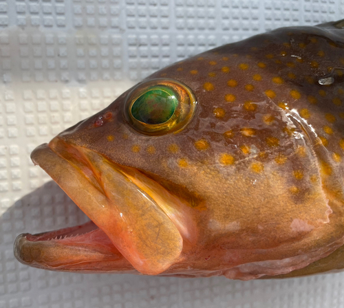 アオハタの釣果