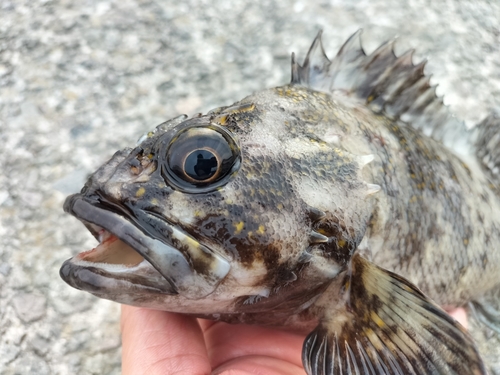 オウゴンムラソイの釣果