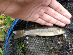 タカハヤの釣果