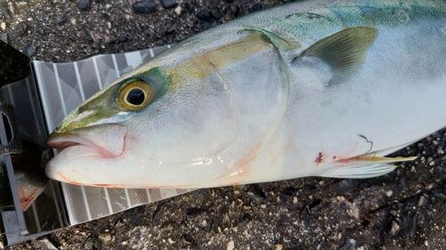 ハマチの釣果