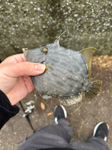 カワハギの釣果