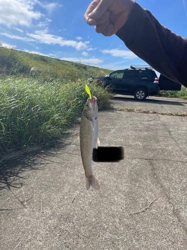 ニゴイの釣果