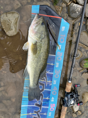 ブラックバスの釣果