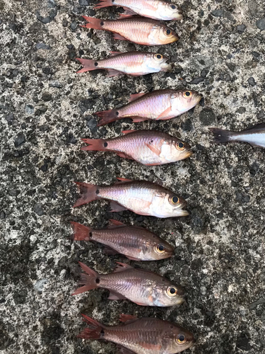 ネンブツダイの釣果