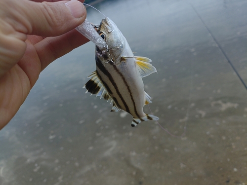 コトヒキの釣果