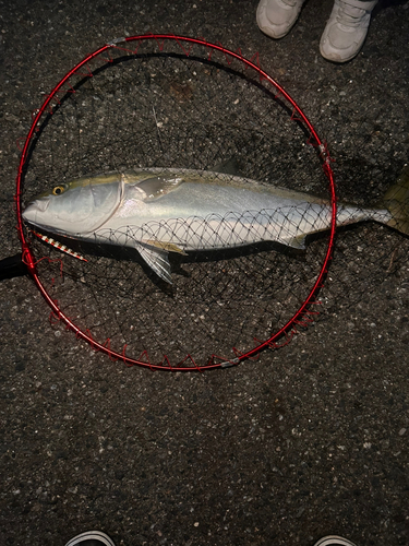 ブリの釣果