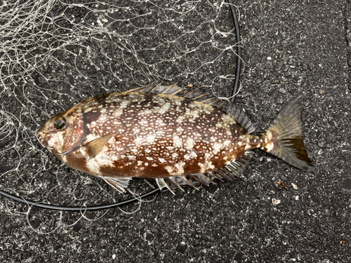 アイゴの釣果