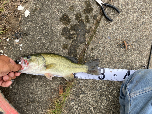 ブラックバスの釣果