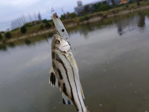 メッキの釣果