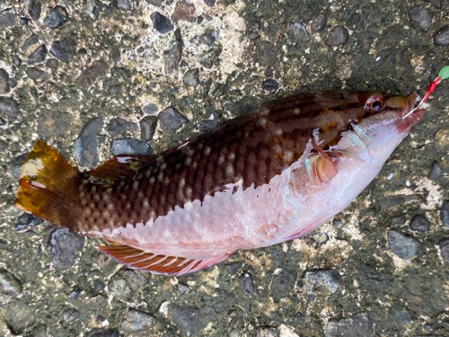 アカササノハベラの釣果