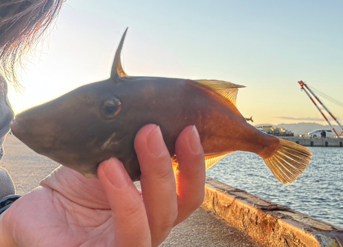 カワハギの釣果