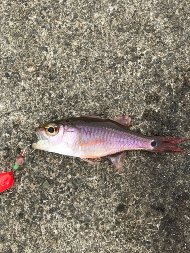 ネンブツダイの釣果