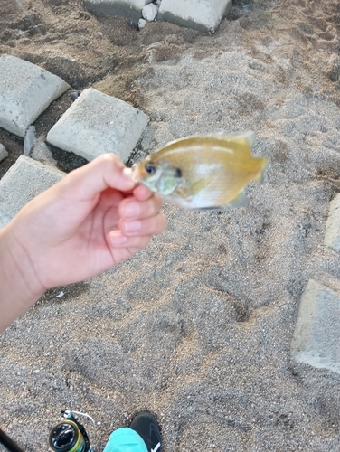 オイカワの釣果