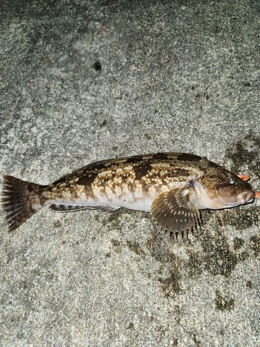 アイナメの釣果