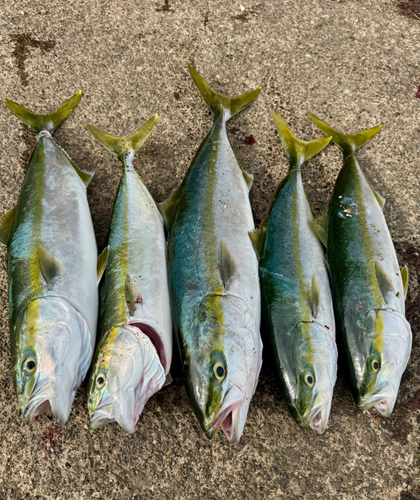 イナダの釣果