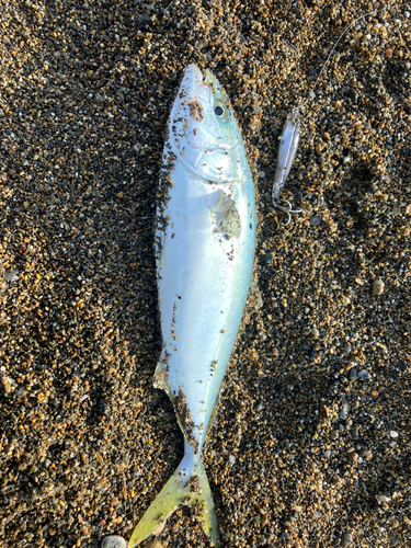 ワカシの釣果