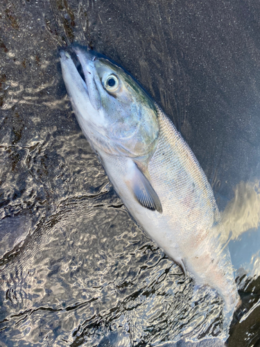 アキアジの釣果