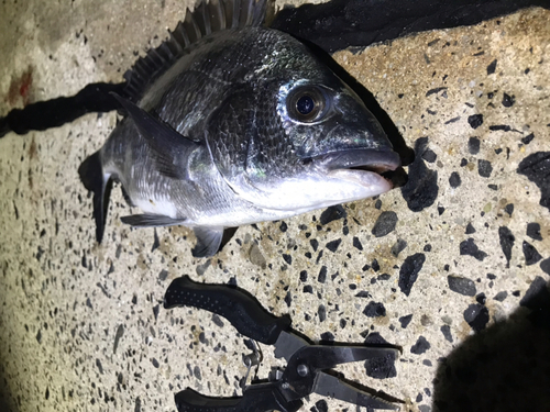 クロダイの釣果