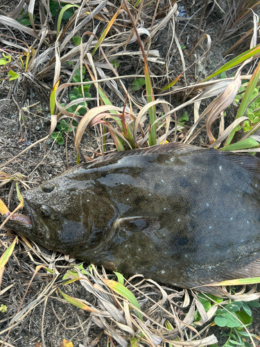 ヒラメの釣果