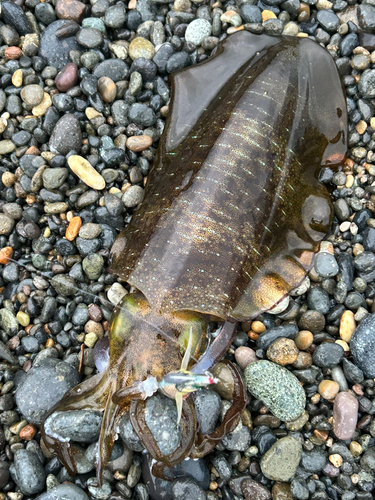 アオリイカの釣果