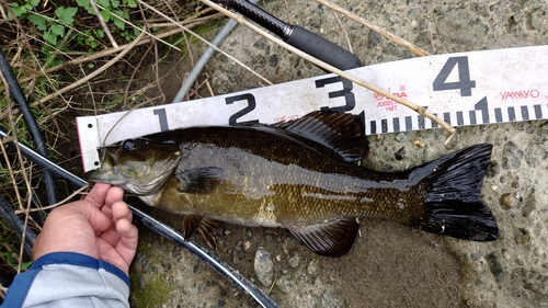 スモールマウスバスの釣果