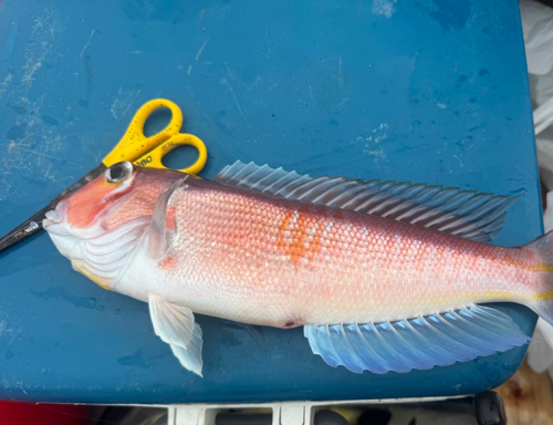 アマダイの釣果