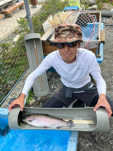 ニジマスの釣果