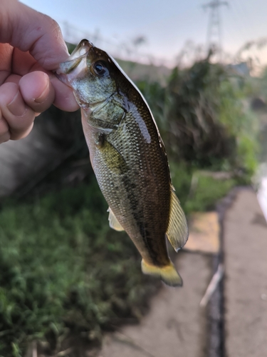 ラージマウスバスの釣果