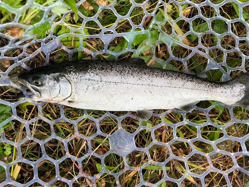 ニジマスの釣果