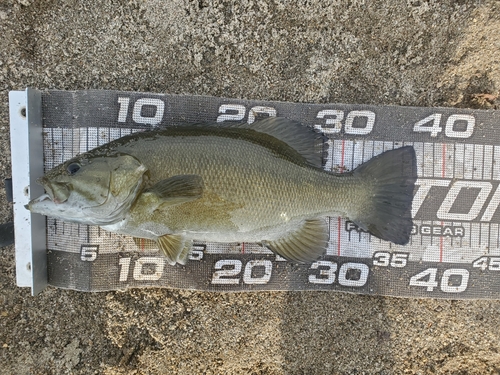 スモールマウスバスの釣果