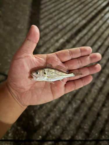 イシモチの釣果