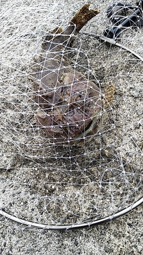 トウベツカジカの釣果