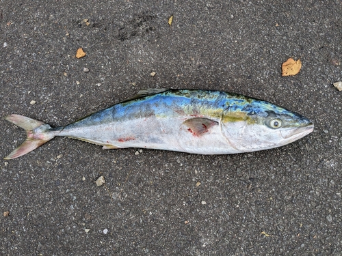 ヤズの釣果