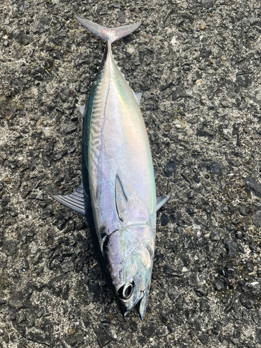 マルソウダの釣果