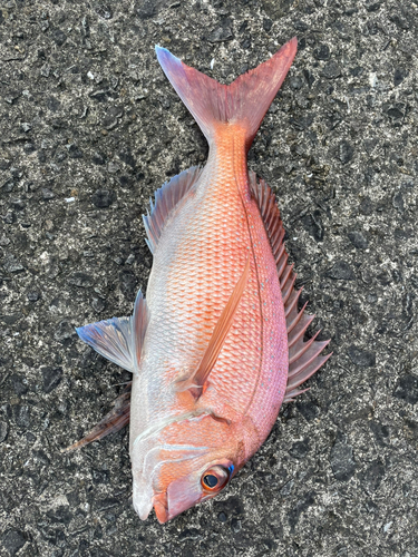 マダイの釣果